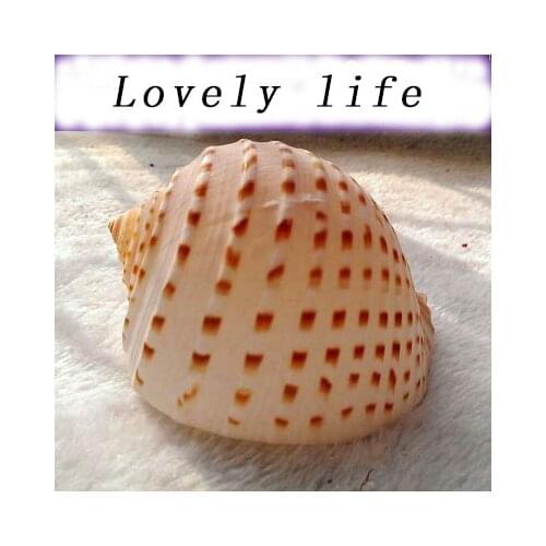 Super large conch shell flower dot snail Indoor potted succulent plant flower pot snail Aquarium aquarium landscaping decoration