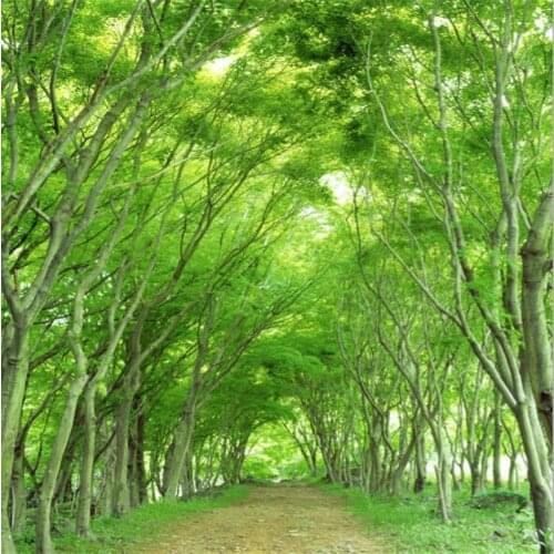 Beibehang Custom wallpaper 3d mural green forest porch background wall picture living room bedroom restaurant mural 3d wallpaper