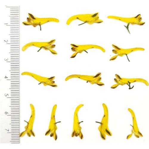100pcs Pressed Dried Corydalis pallida Flower Head For Epoxy Resin Jewelry Making Bookmark Phone Case Makeup Nail Art DIY