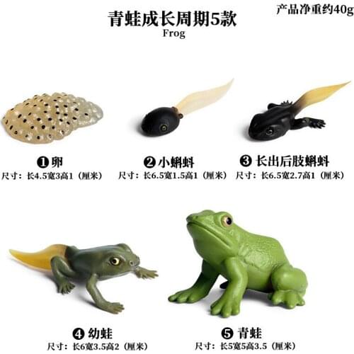 Simulation Frog Growth Set Model Plastic Solid Simulated Tadpole Animals Hand Model Creative Toys Christmas Gift For Children