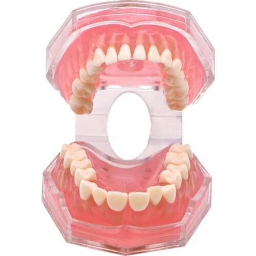 Dental Teeth Model for Studying Teaching Education Normal Adult Tooth Model Oral Dentistry