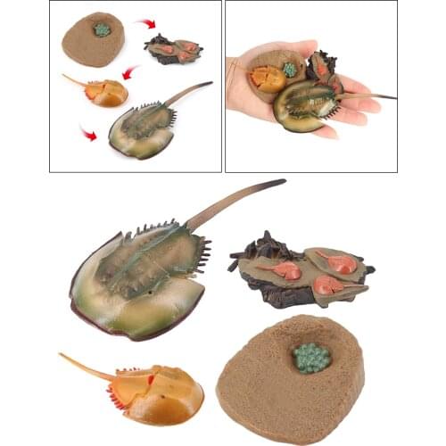 4 Stages Life Cycle of a Dragonfly, Insects Plastic Toy Figure - Authentic Hand Painted Model