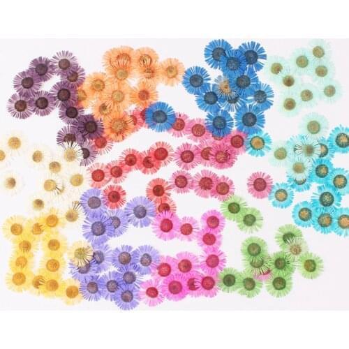 12 Pcs Pressed Dried Conyza Canadensis Filler Flower For Epoxy Resin Jewelry Making Postcard Frame Phone Case Craft DIY