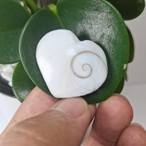 Natural Sun shell fossil Fossil Specimen Crystal Love Heart Reiki Shiva