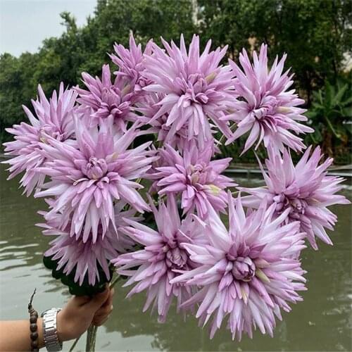 7P Fake Firework Chrysanthemum (3 Heads/Piece) 29.13" Legth Simulation Gerbera for Wedding Home Decorative Artificial Flowers
