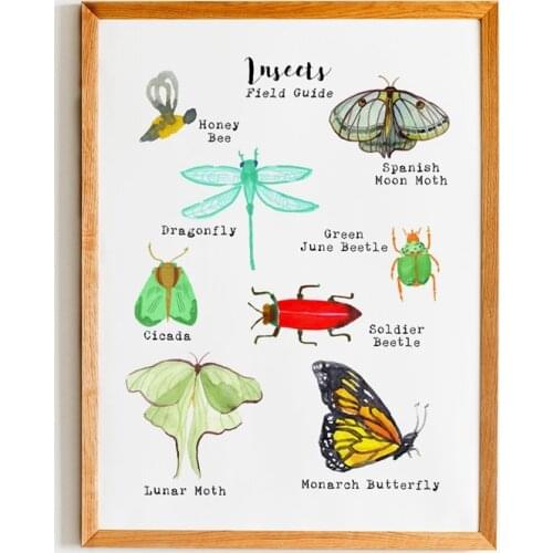 Insect Field Guide Poster Art Canvas Painting Wall Picture Colorful Nature Science Art Prints Kids Room Nursery Art Decoration