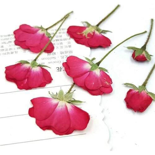 100pcs,Nature Pressed Roses with stem,Eternal real flowers for DIY Wedding invitations Bookmark Gift Card phone shell decor