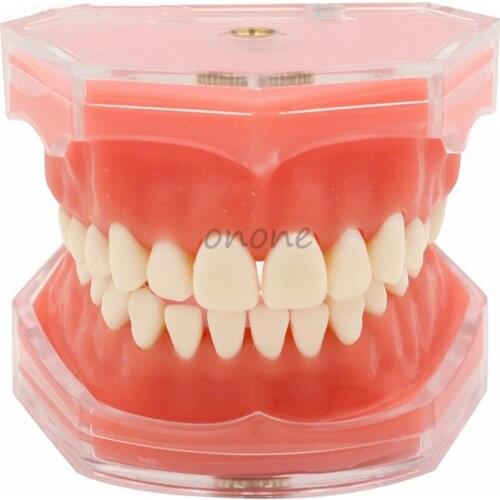 Dental Standard Model with Removable Teeth Dental Study Teach Teeth Model