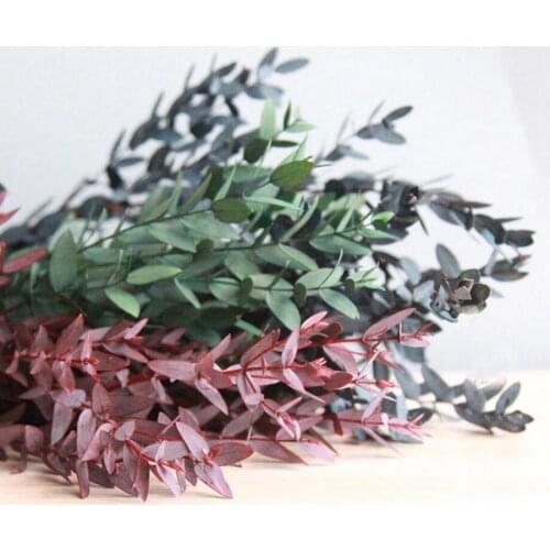 140g 40-60cm Length Preserved Eucalyptus Robusta Branch For Craft Gift Material Accessory Decoration Flower Arranging DIY
