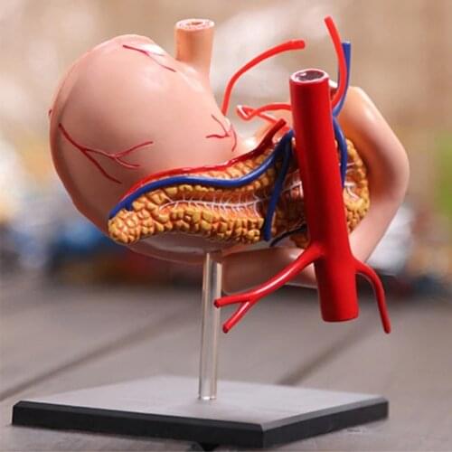 4d Human Stomach Anatomy Model Skeleton Medical Teaching Aid Puzzle Assembling Toy Laboratory Education Equipment
