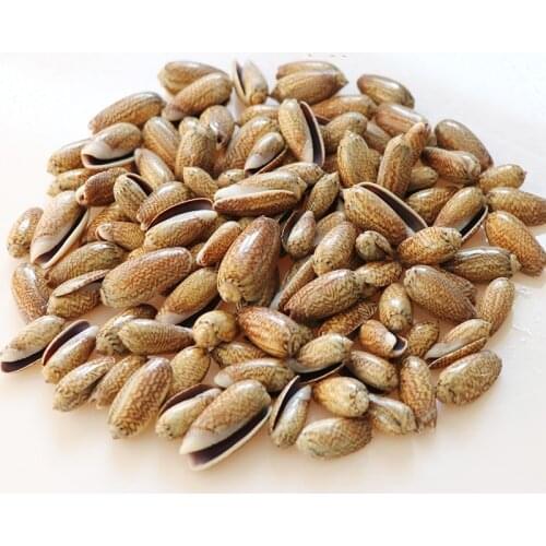 30pcs! Natural Sea Shell Loose Beads Fairy snail DIY Jewelry Bracelet Necklace Ornament for mediterranean candle fish tank decor