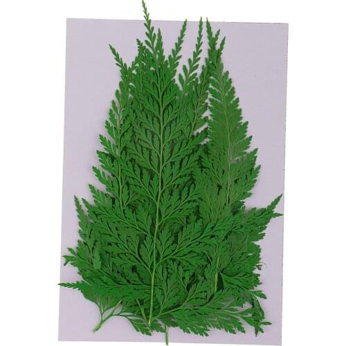 12 Pcs Natural Green Dried Fern Leaves Dried Flowers Plants For Resin Jewelry Making Scrapbooking DIY Crafts Tools