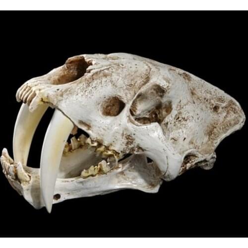 Saber-toothed tiger skull model resin crafts Halloween decoration skeleton model
