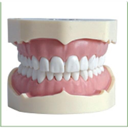 1PC Dental Teaching Study Model SF Type Study Model There are 32/28pcs teeth ,Soft Gum,Screw fixed,Without Articulator