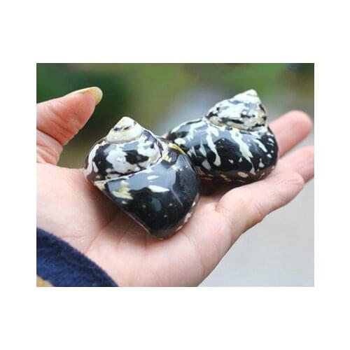 Black King Kong Turban Seashell Natural Conch Shell Hermit Crab Crustacean Platform Fish Tank Wedding Home Decoration