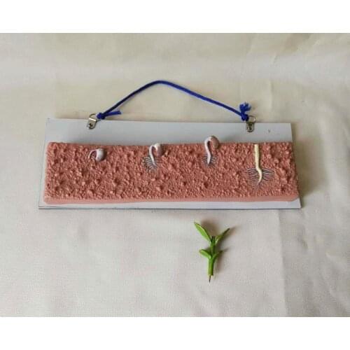 Bean Seed Anatomical Model Plant Seed Anatomy School Biology Teaching Model Biology Teaching Aids Bean Growth Process Learning