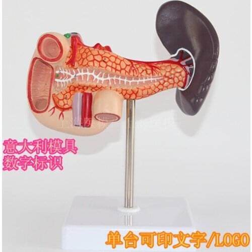 Spleen and pancreas duodenum model Hepatobiliary and pancreatic gastroenterology teaching model