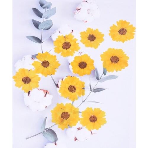 24pcs/2-3.5cm,Nature Daisy Pressed Chrysanthemum Flower head,Nail Art Decoration Flora Gel Manicure Stickers DIY Bookmark Gift