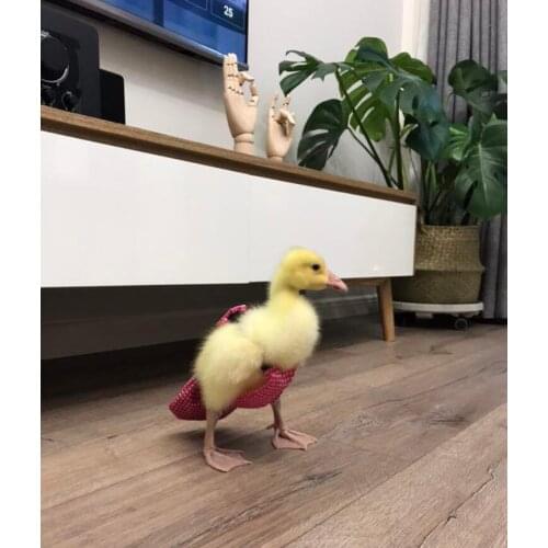 Adjustable Cotton Cloth Diaper Washable Creative Bowknot Clothes for Farm Pet Goose Duck Chicken Poultry