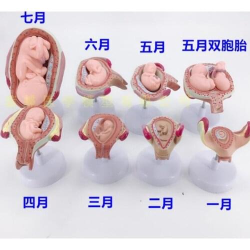 Pregnancy development model embryo family planning model birth planning display model fetal model uterus