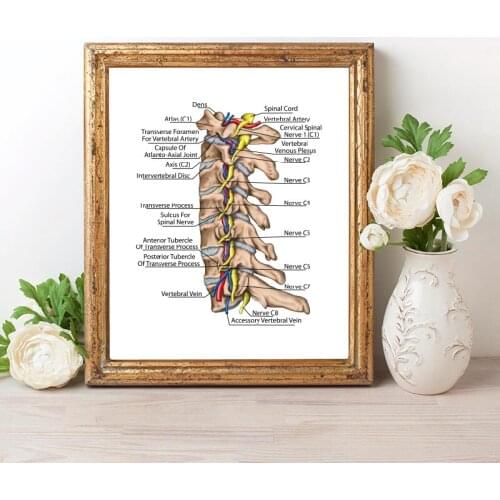 Human Spinal Nerve and Vertebral Artery Diagram Prints Medicine Education Poster Doctor Office Wall Art Decor Canvas Painting