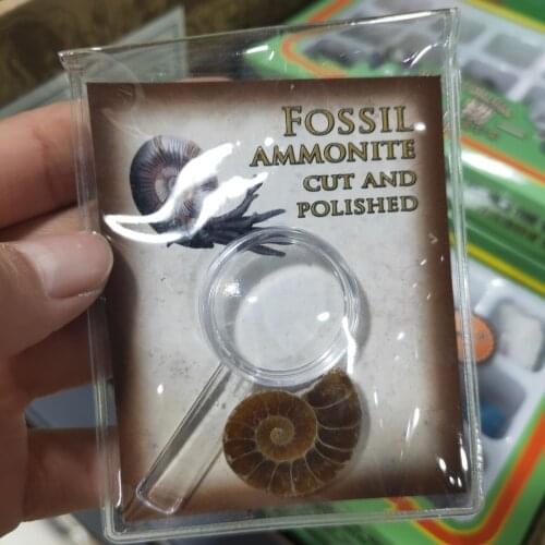 Ammonite Fossil Shell Ammonite Fossil Jewelry Reiki Healing Madagascar