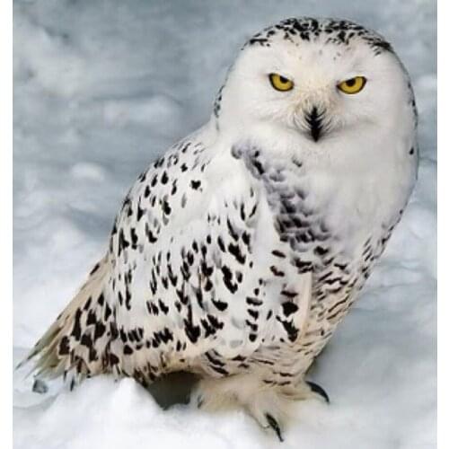 Div 5D Winter Snow Owl Full Diamond Painting cross stitch kits art High Quality Animal 3D paint by diamonds