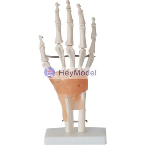 Heymodel 1:1 Life Size Hand Joint section Model with Imported PVC Material and Paint