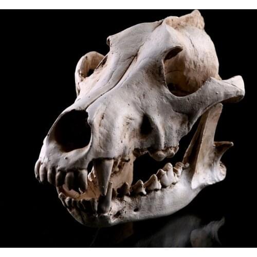 Wolves Canine Skull Model Resin Animal Skeleton Halloween Decoration Wolf Skull Statues Decoration Skull Statue Art Sketch Model