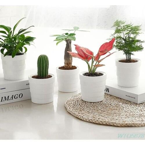 Succulent Plant Pot Self-Absorption Succulent Green Dill Small Plant Flowerpot