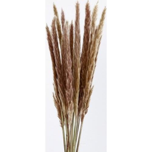 20pcs wedding flower bunch natural dried small pampas raw color grass home decor phragmites communisg