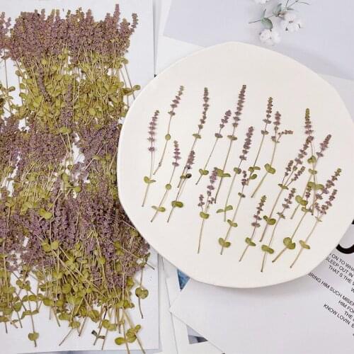 100pcs Pressed Dried Flower Rotala indices Herbarium For Epoxy Resin Jewelry Making Makeup Face Bookmark Nail Art Craft DIY