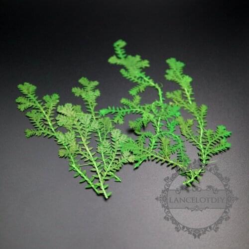 4-9cm green real dry pressed flower leaf branch craft for DIY glass dome resin filling 10pcs each pack 1503162