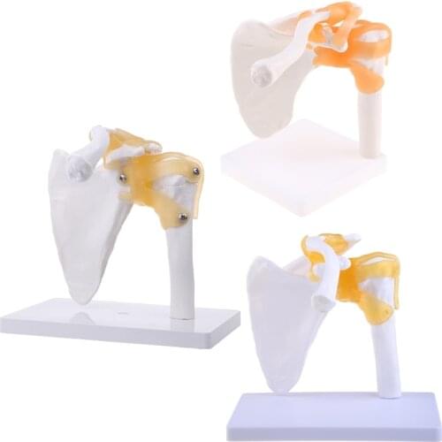 Functional Anatomical Life Size Human Anatomy Skeleton Shoulder Joint Bone Muscle Model For Teaching Study Tool
