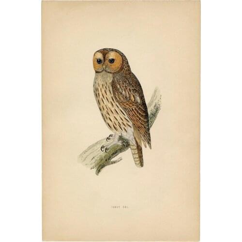 Vintage owl Art print Silk poster Home Wall Decor