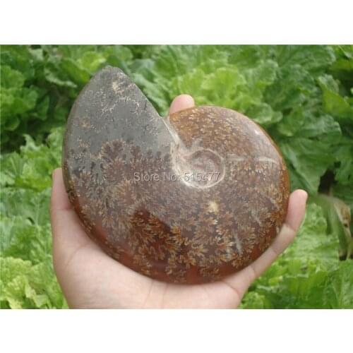 590g Natural conch fossil specimens of Madagascar