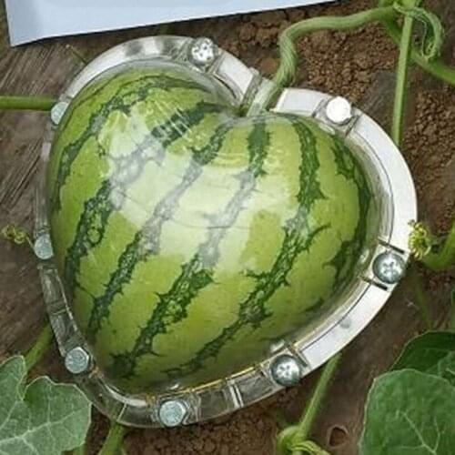 Watermelon Heart-shaped Shaping Growth Molds Heart Fruit Mould Plant Growing Tray Fruit Growing Forming Mould
