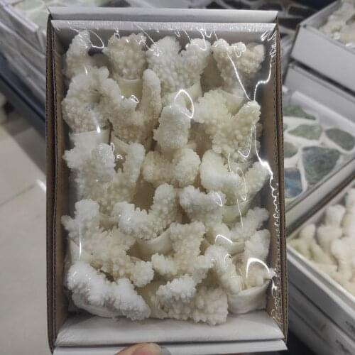 A box Natural White Coral Fossil Cluster Quartz Crystal Reef Specimen Healing Home Decor Gift