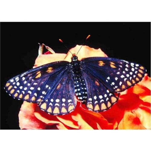 Diamond painting flowers butterfly mosaic art embroidery cross stitch rhinestone picture puzzle drawing wall decor craft diy toy