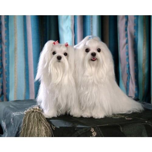 5D DIY Diamond Painting Cross Stitch Maltese dog brothers Full Square Resin Drill Diamond Embroidery Handmade Craft Z1126