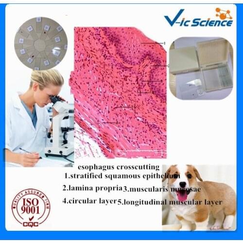 Direct Factory Zoology Histology Slides Set With 100pcs