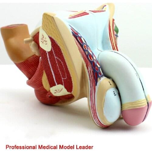 1:1 4 parts Male reproductive organ structure model genitourinary system male model High quality PVC medical teaching model