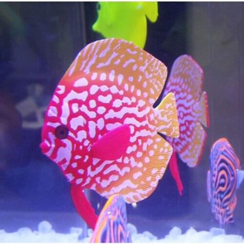Luminous Simulation Fish Aquarium Decorations Wholesale Fish Tank Silicone Simulation Tropical Fish Tank Landscaping Supplies