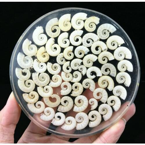 2pcs Natural ammonites disk fossil conch specimen healing