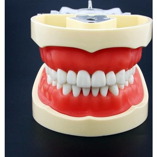 Dental All Removable Teeth Model 28 pcs Dental Teeth Model for Dental Practice