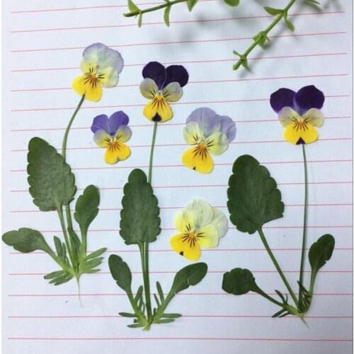 60pcs Dried Pressed Pansy Corydalis Suaveolens Hance Flower/Leaves Plants Herbarium For Jewelry Postcard Bookmark Candle Craft