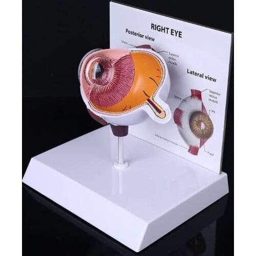 Human Right Eye Eyeball Model Cross Section Anatomical Glaucoma Display Instrument Study Teaching Tool
