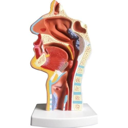 Human nasal cavity anatomical model Nose, mouth and throat structure Teaching model