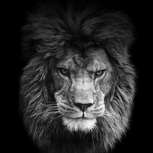 Blac kand White Animals Painting Lion Poster Wall Art Canvas Prints Wall Pictures for Living Room Decoration Lions head Nordic