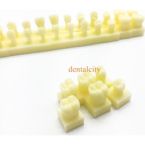 Tooth teeth Permanent Teeth Model With Base 1 times natural size dental dentist dentistry anatomical anatomy shape model